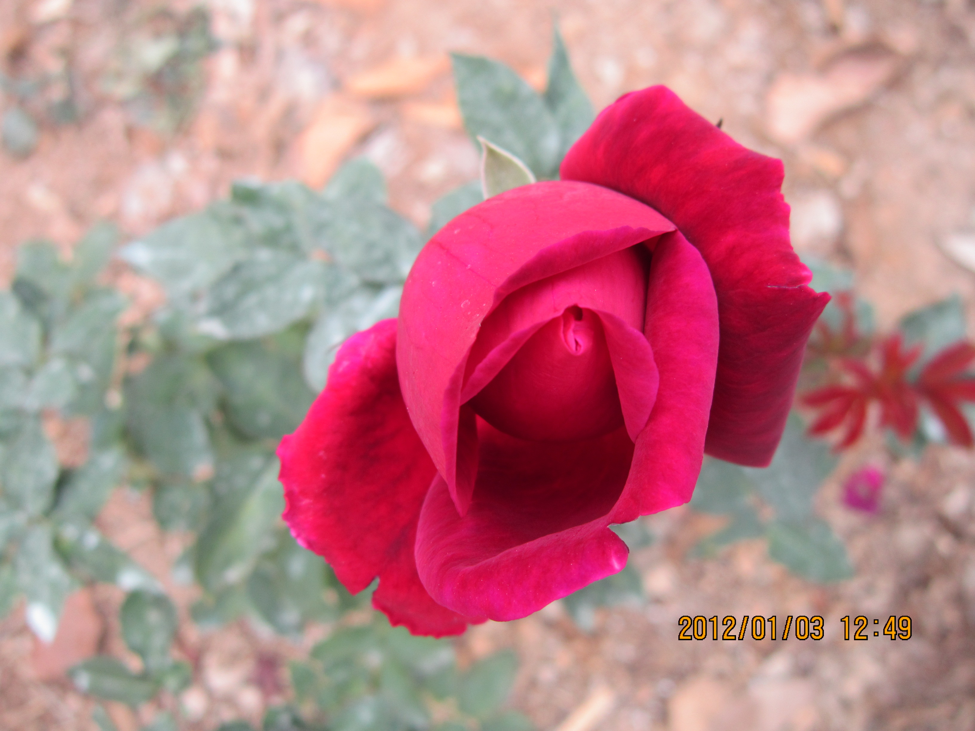 IMG_0777.jpg