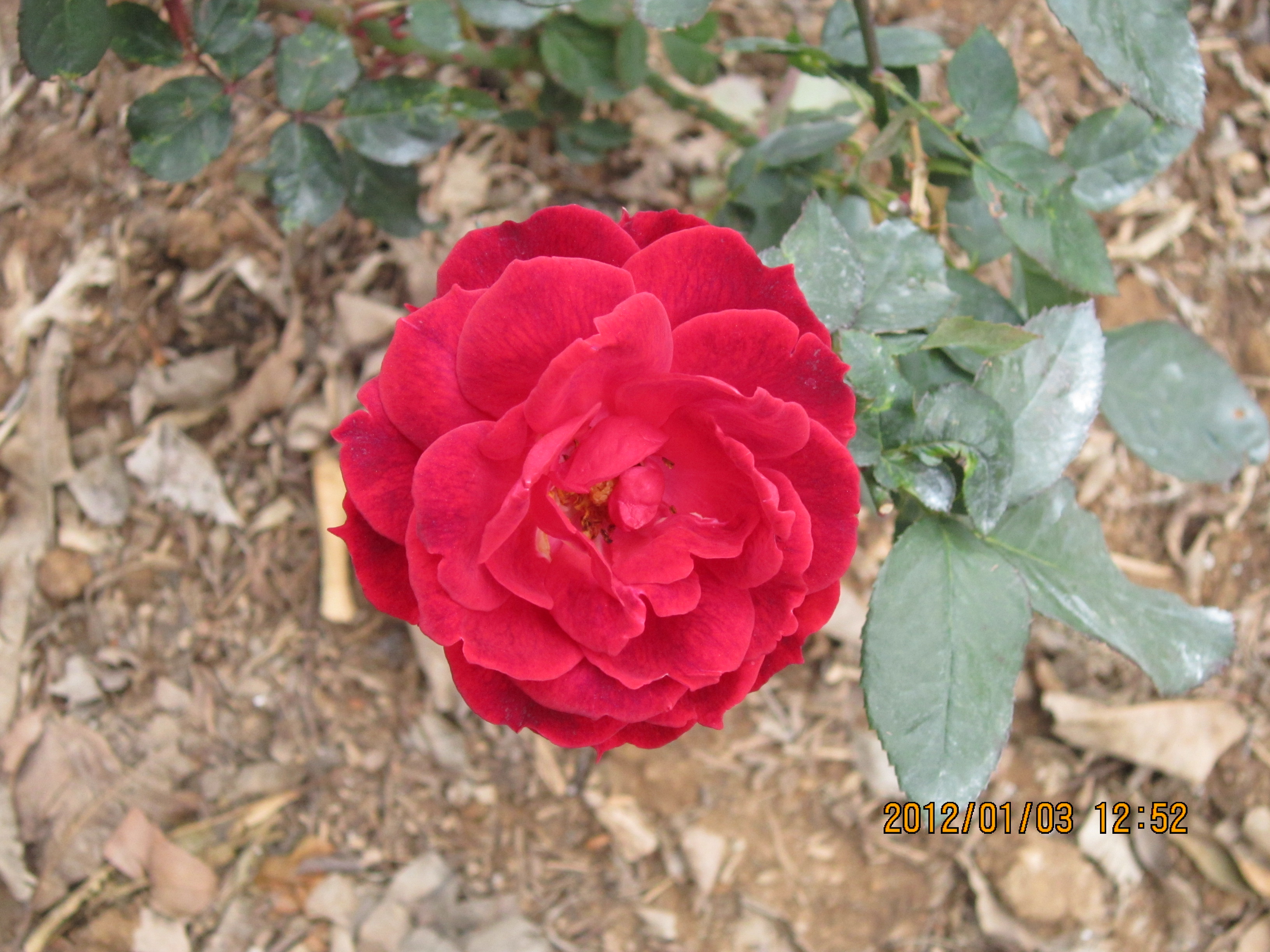 IMG_0781.jpg
