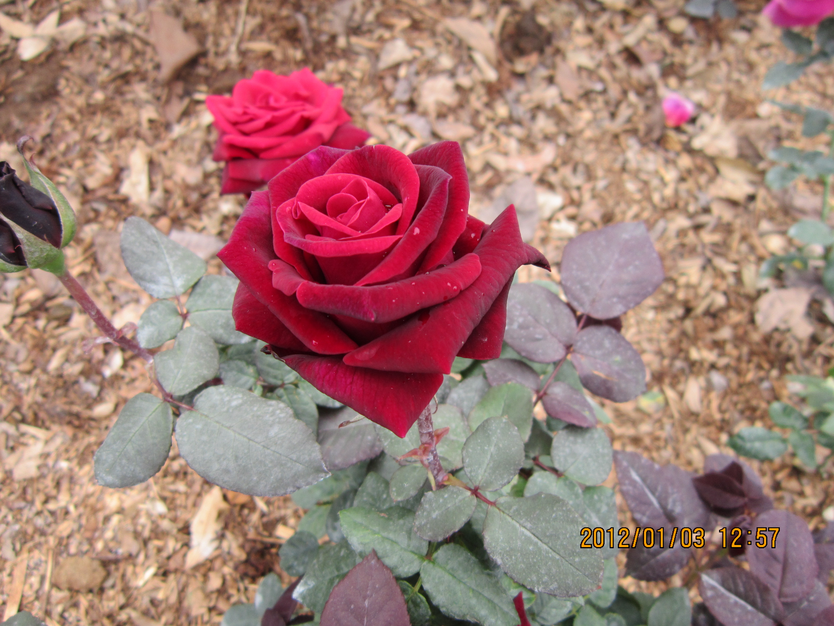 IMG_0793.jpg