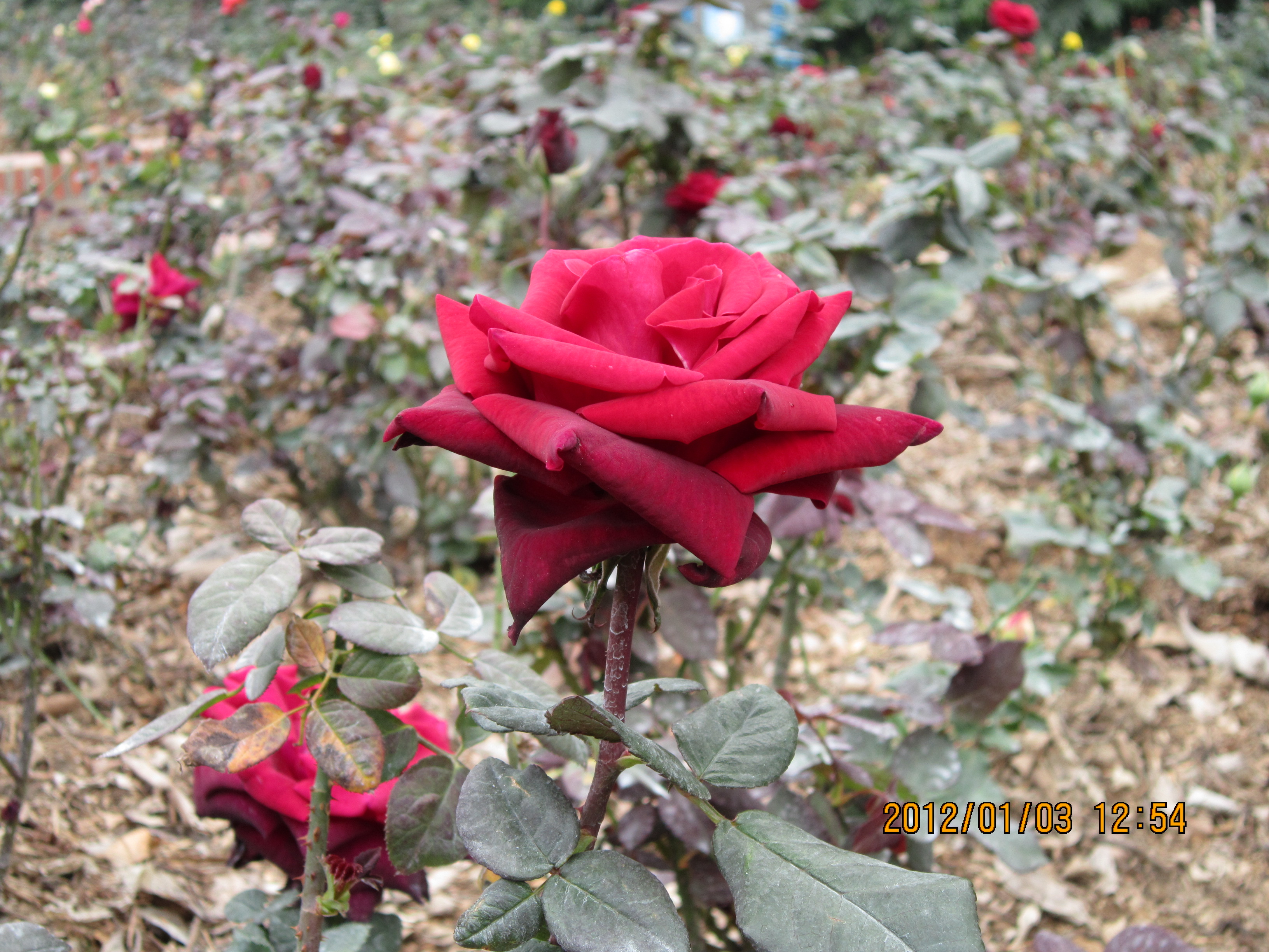 IMG_0790.jpg