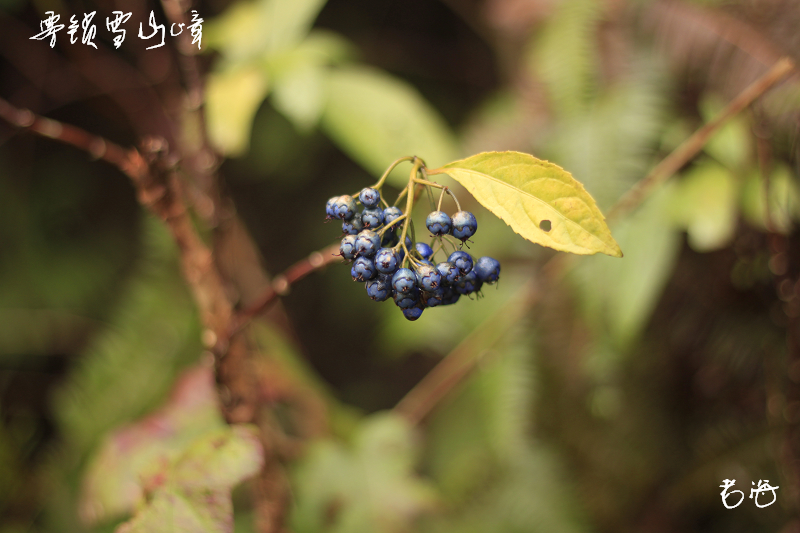 _MG_4207.jpg