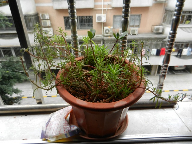 DSCN0085.JPG