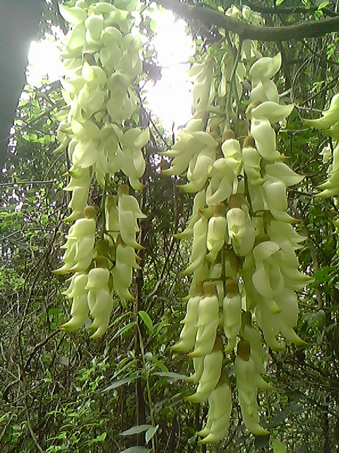 IMG1177A.jpg