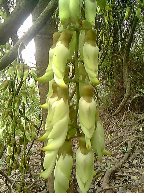 IMG1178A.jpg