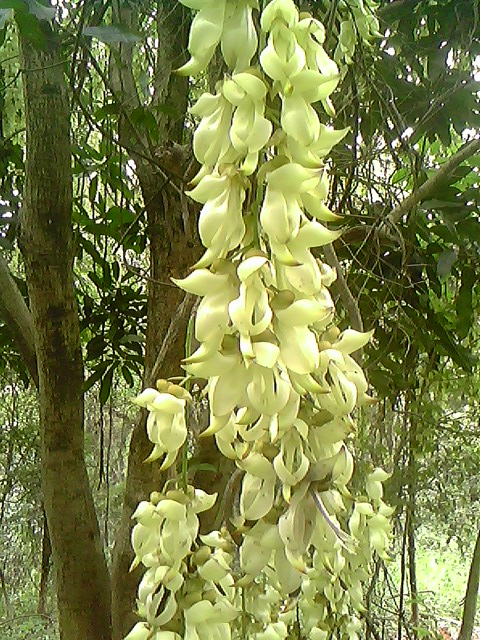 IMG1179A.jpg