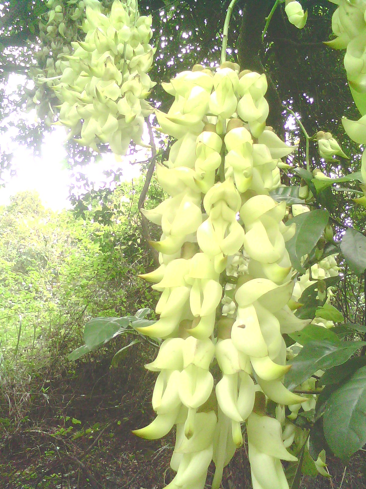 IMG1187A.jpg