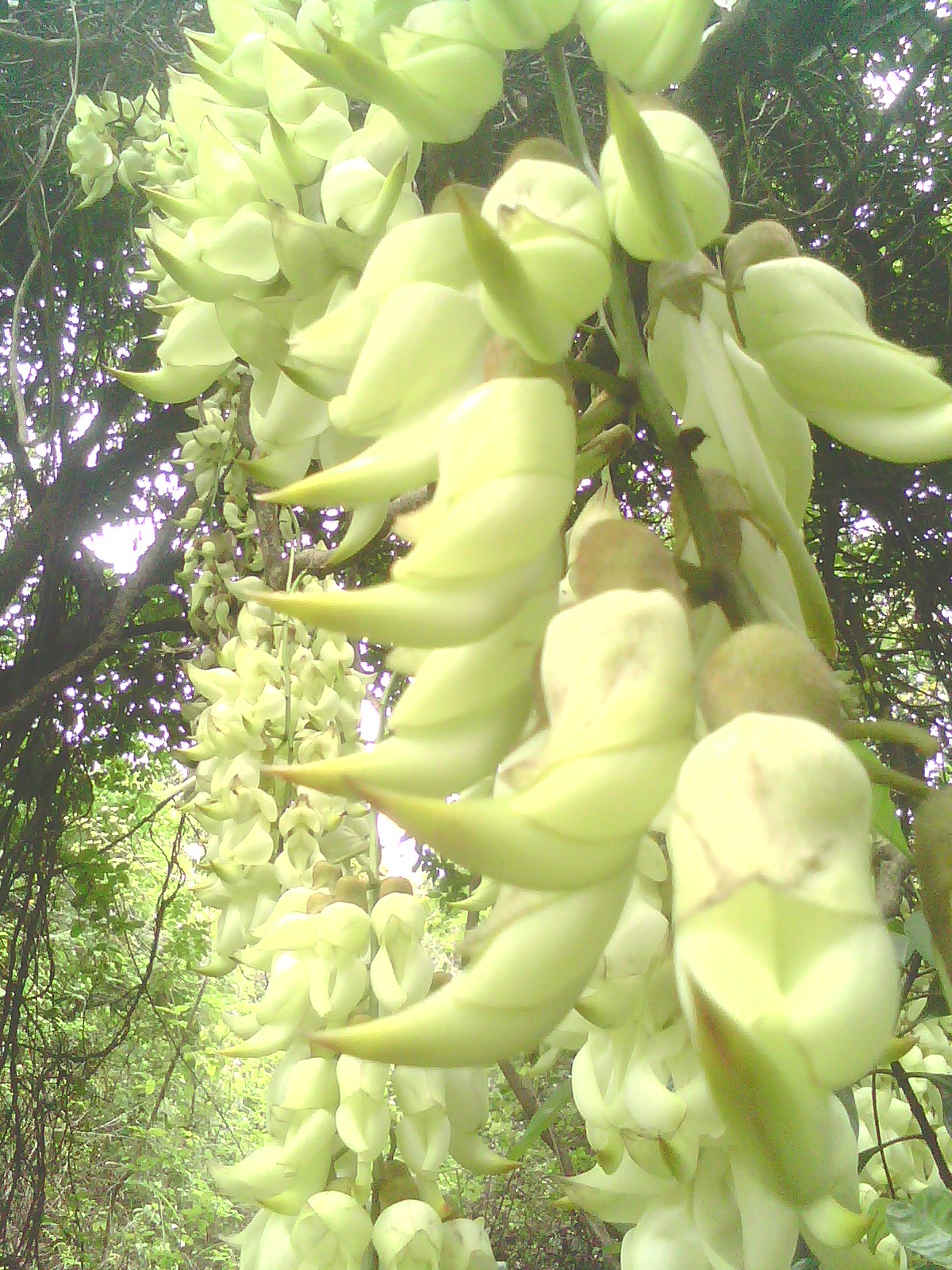 IMG1188A.jpg
