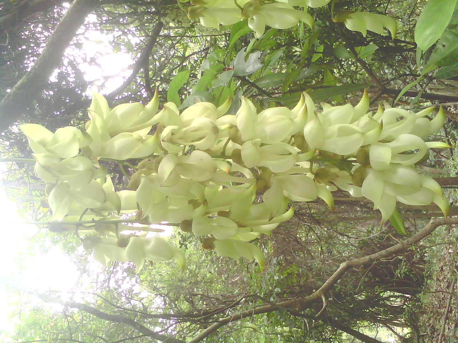 IMG1189A.jpg
