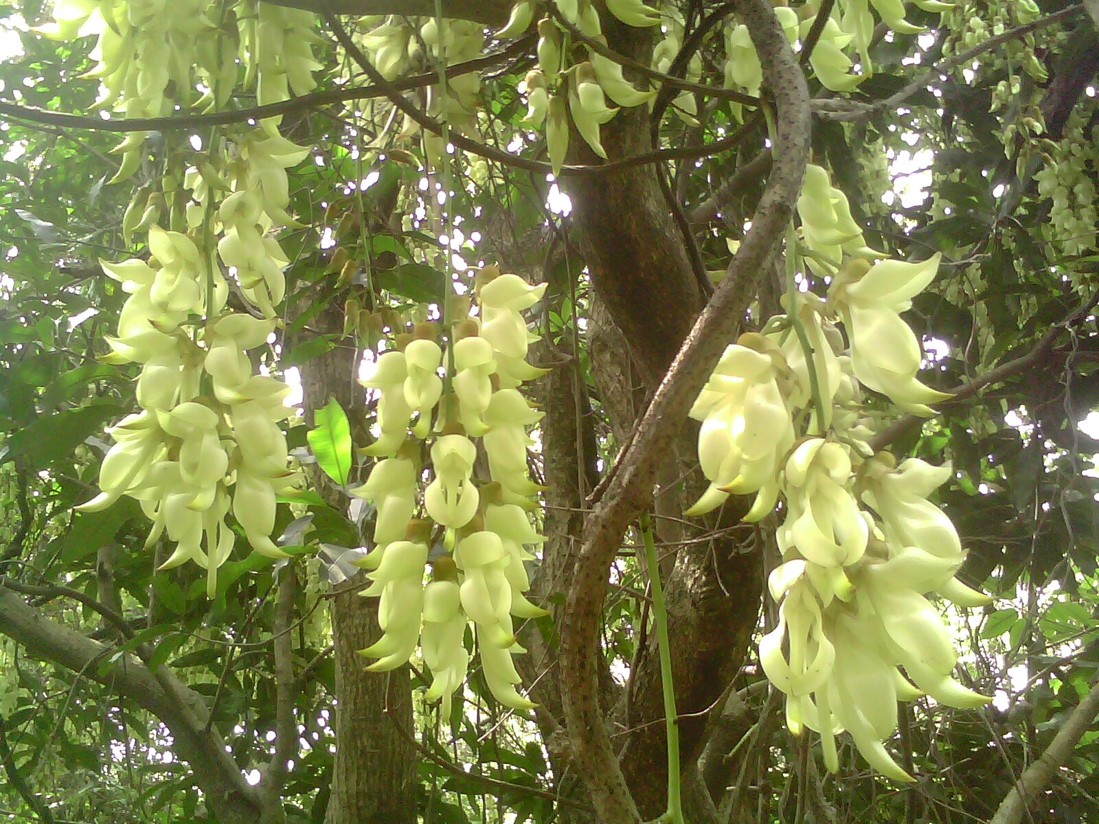 IMG1203A.jpg