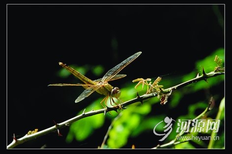 2010081410054723.jpg