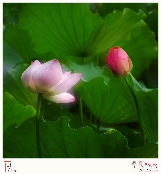 DSC_2436-sc.jpg
