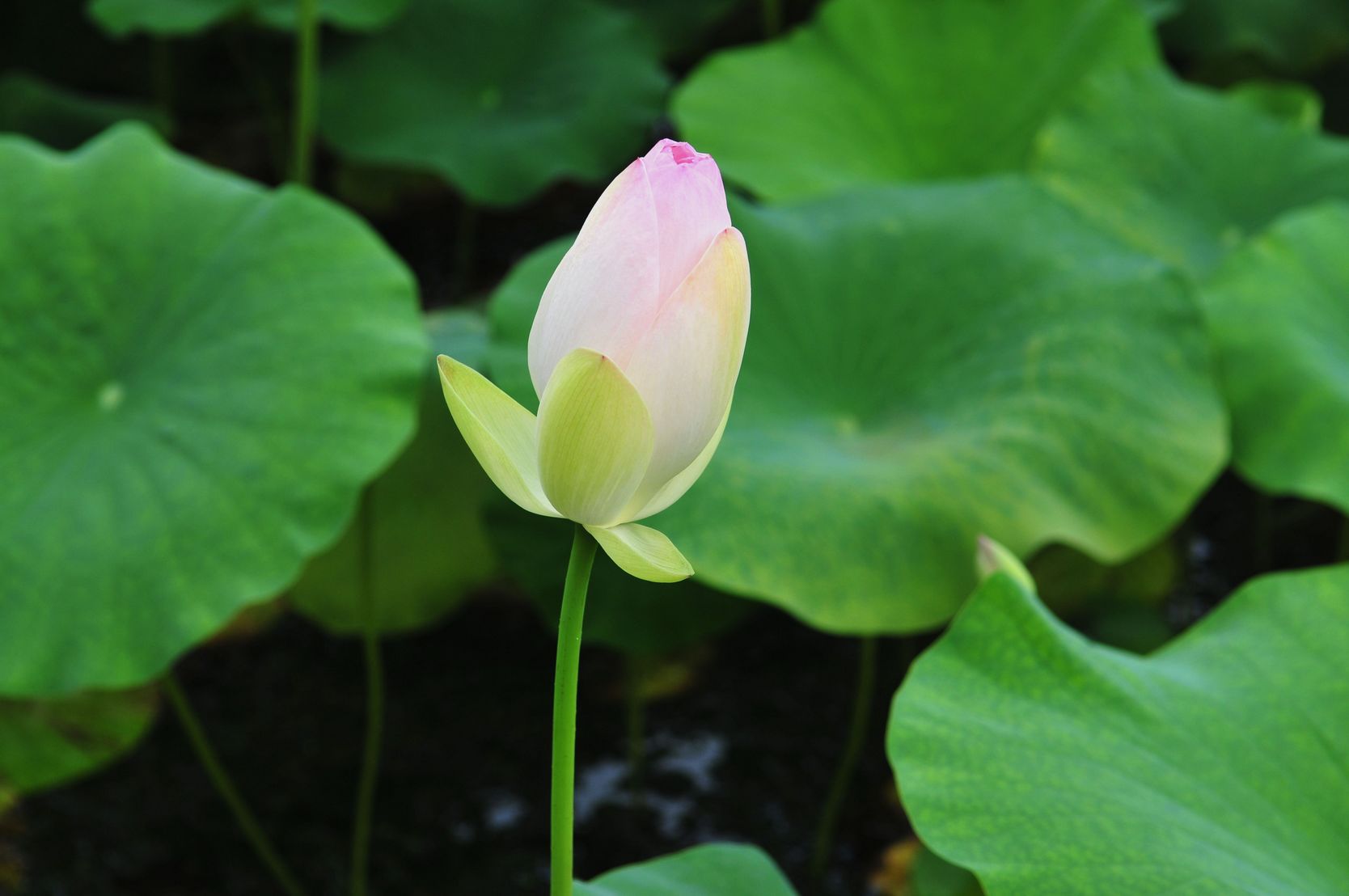 ZZM_0951.jpg