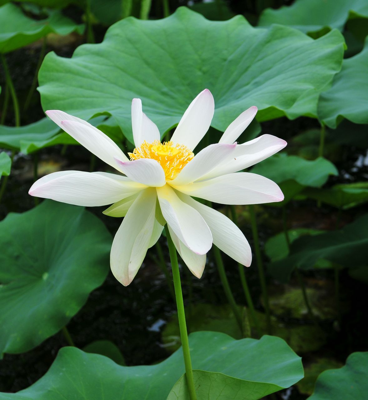 ZZM_0957.jpg