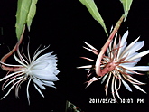꼻ʢ
