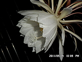 꼻ʢ
