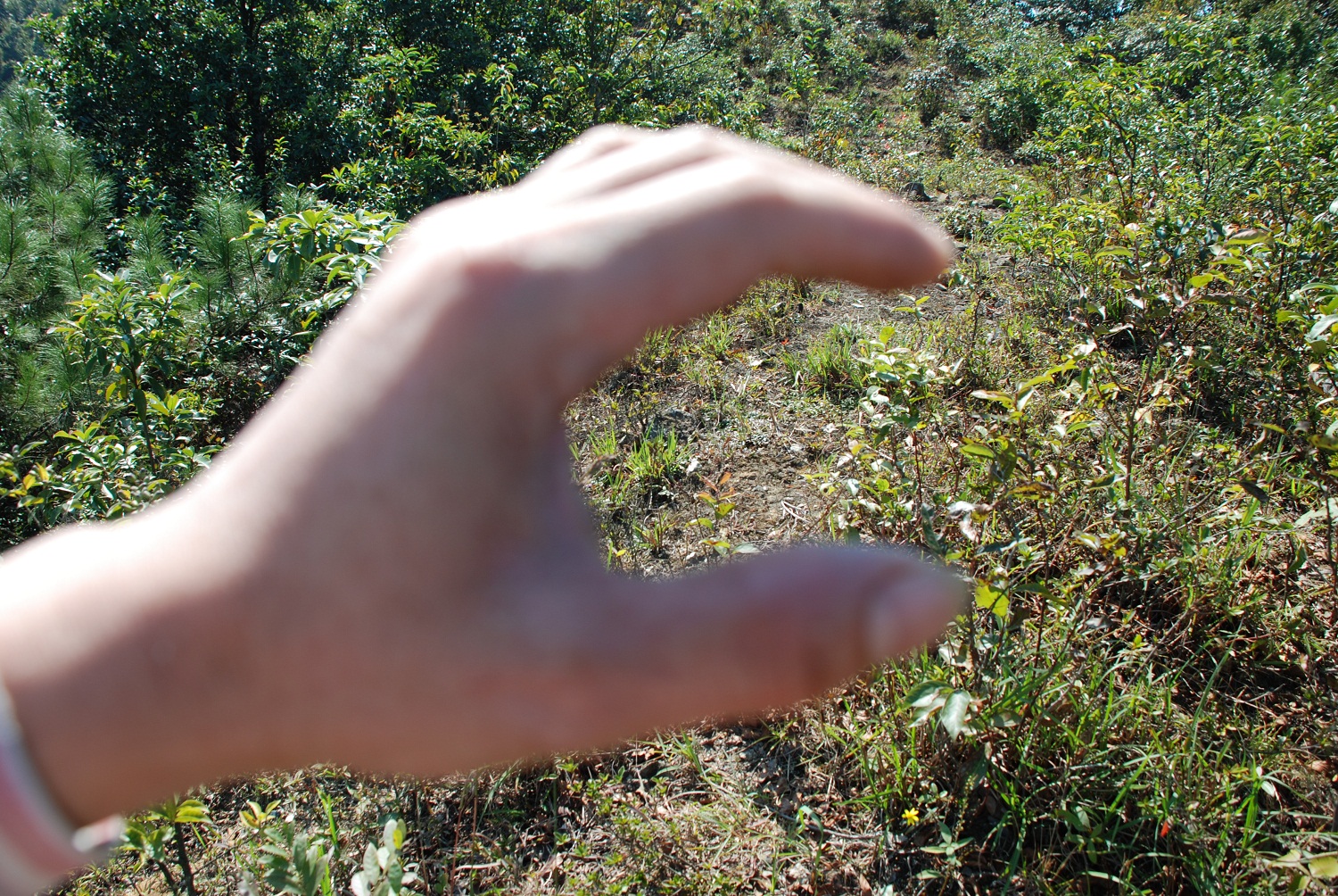 DSC_0208.JPG