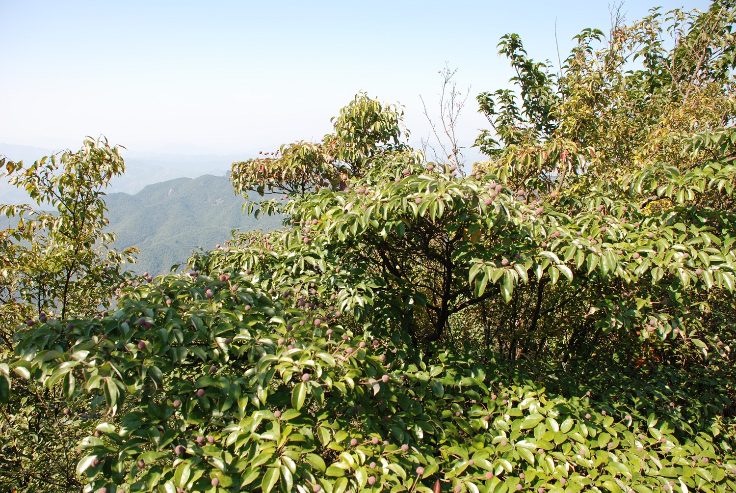 DSC_0212.JPG