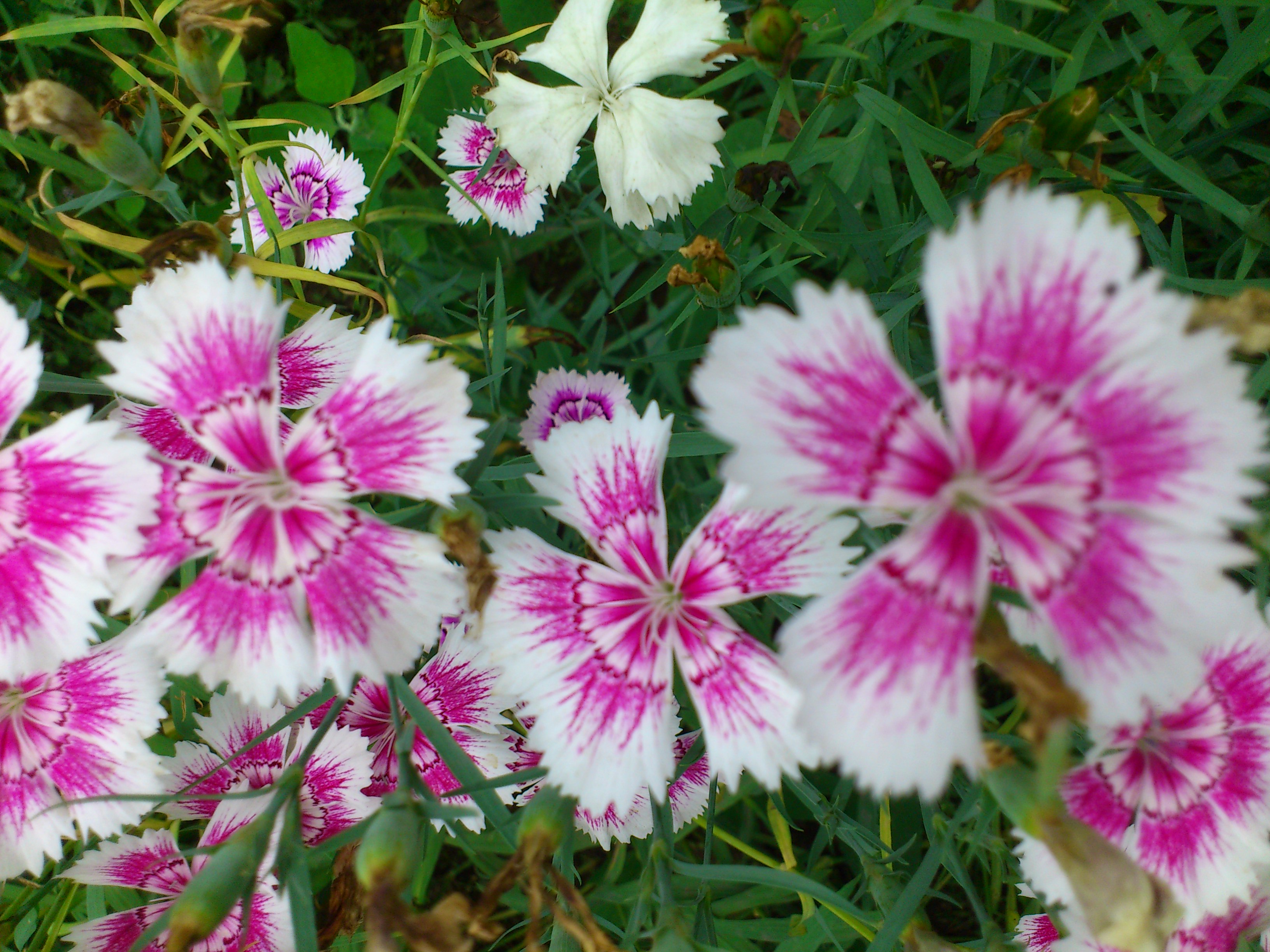 DSC_0072.JPG
