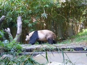 P1100099_С.JPG