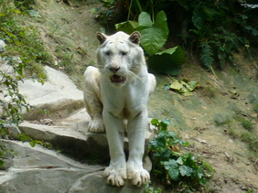 P1100116_С.JPG