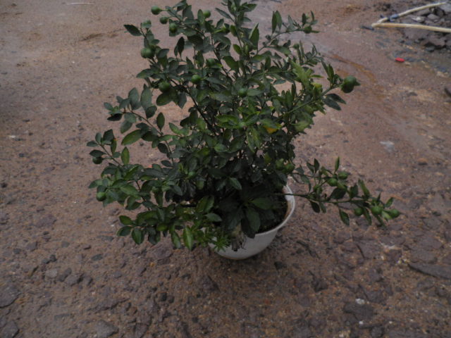 PB302019.JPG