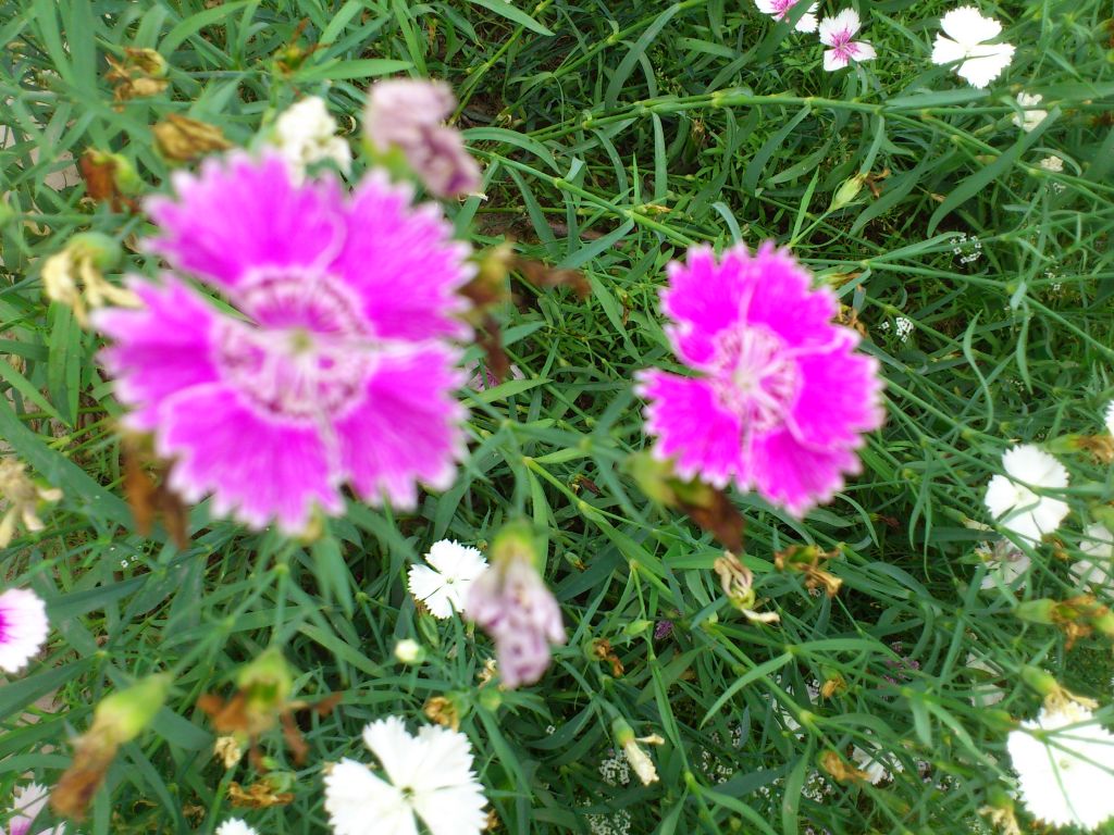 DSC_0062.JPG