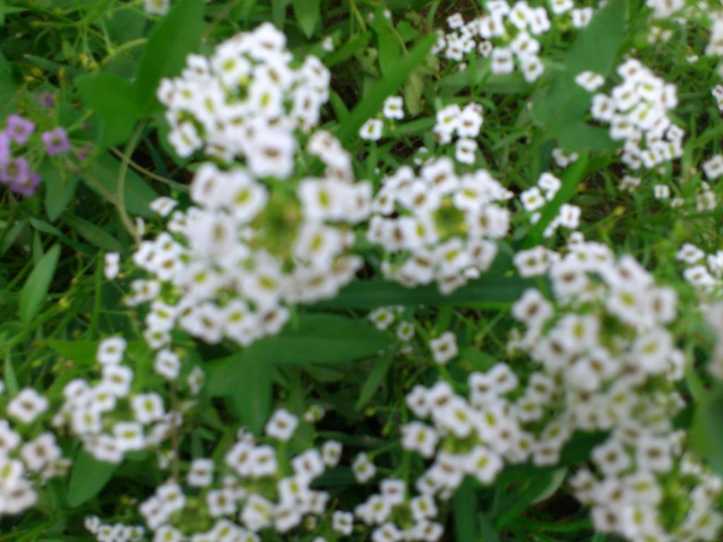 DSC_0065.JPG