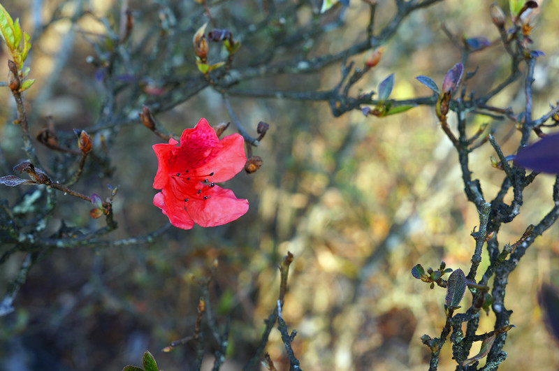 DSC07265.jpg