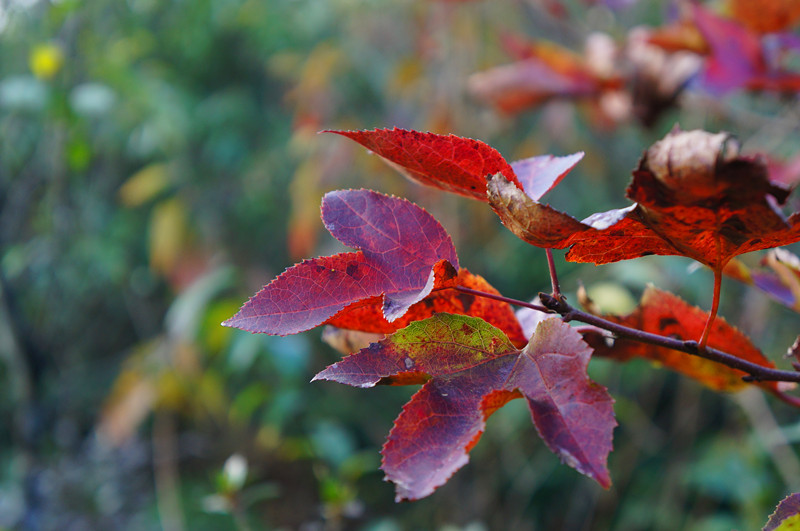 DSC07290.jpg