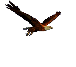 03A71F45.gif
