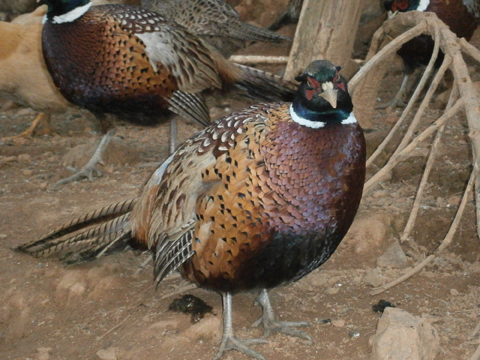 PC250265.JPG