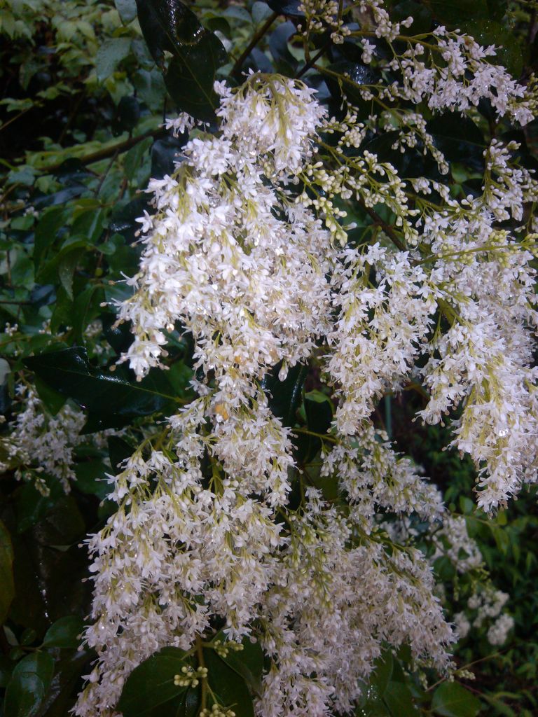 IMG_20130330_153225.jpg