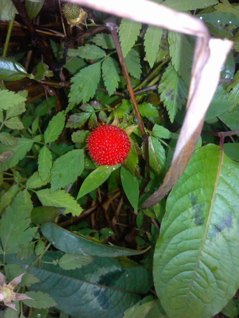 IMG_20130404_143935.jpg