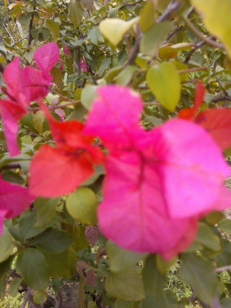 IMG_20130414_115008.jpg