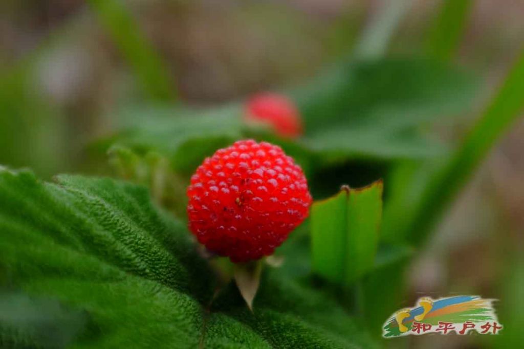 DSCF1271.jpg
