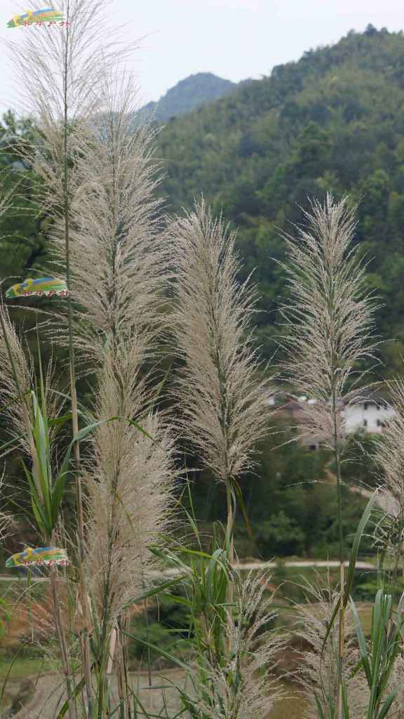 DSC03019.jpg