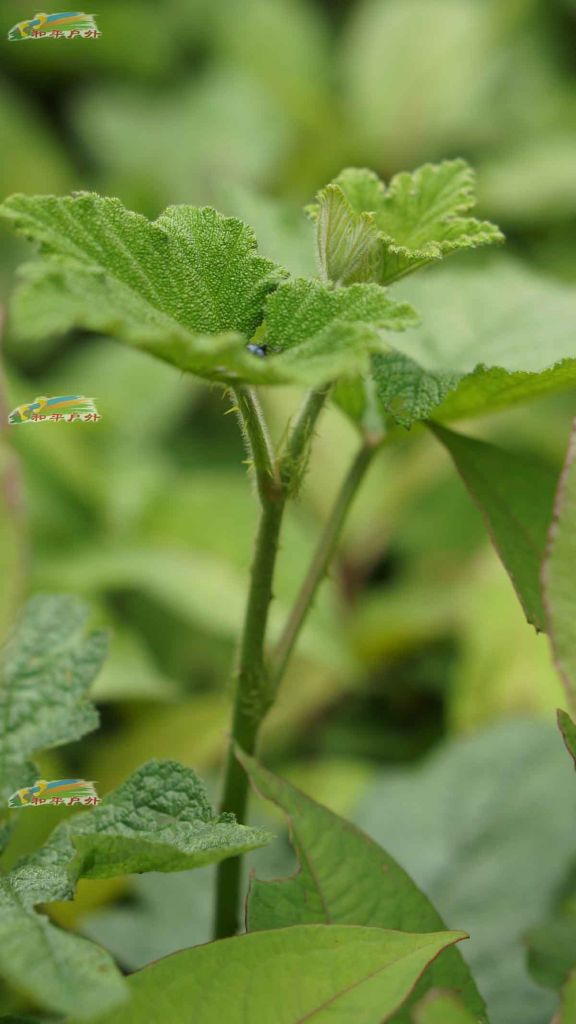 DSC03344.jpg