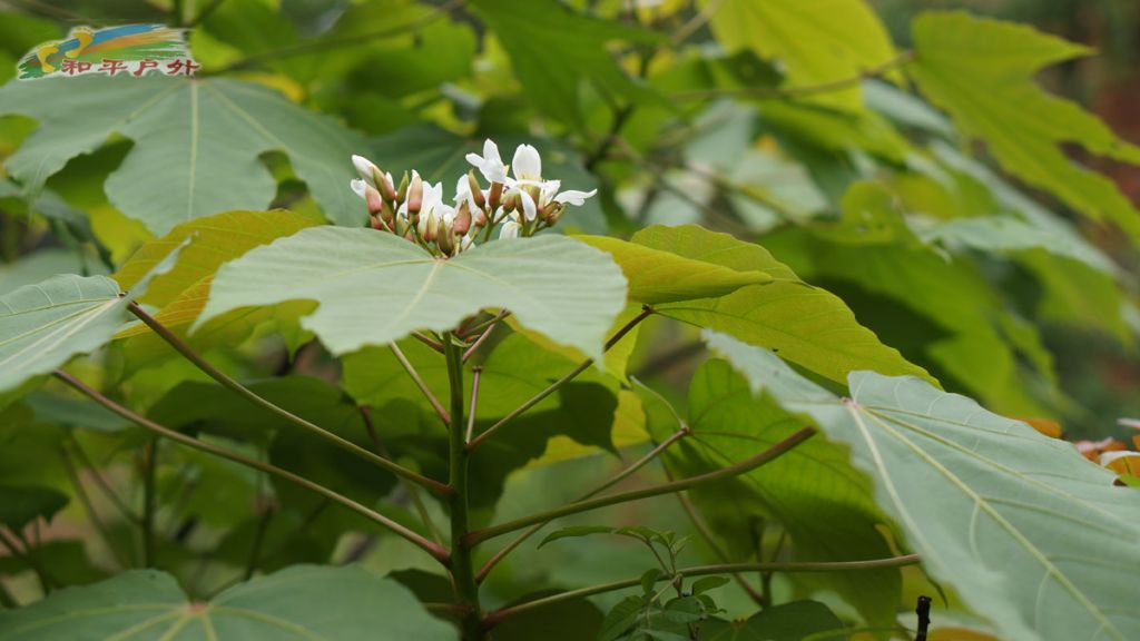 DSC03352.jpg
