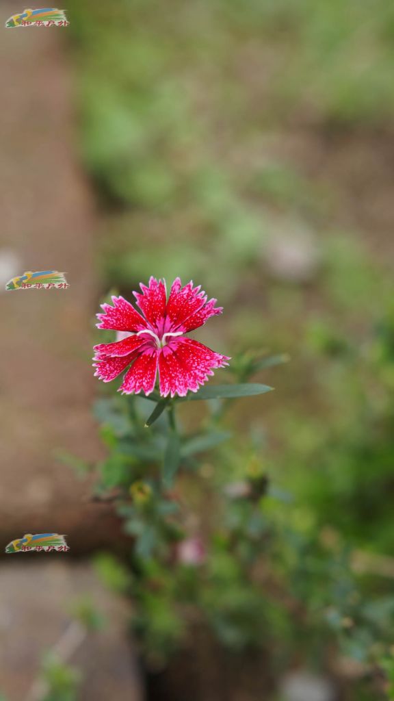 DSC03433.jpg