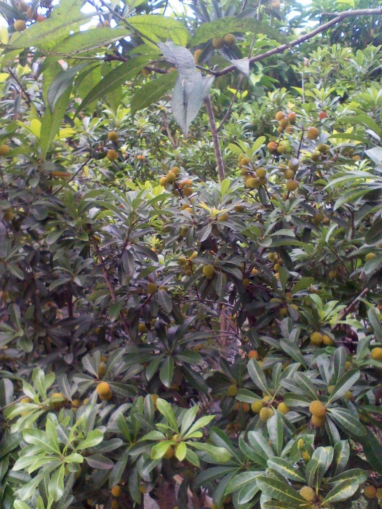 IMG_20130512_170241.jpg