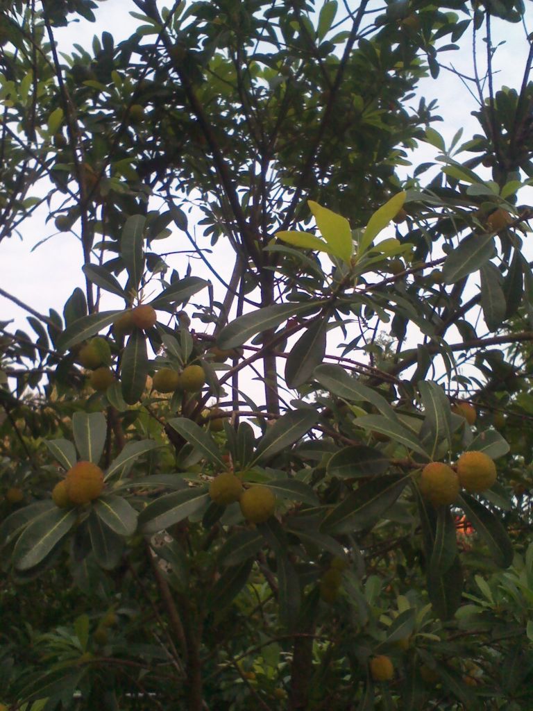 IMG_20130512_170314.jpg