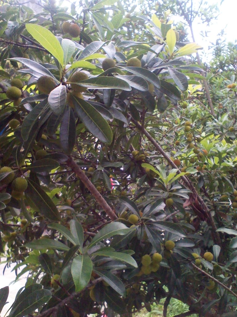 IMG_20130512_170432.jpg
