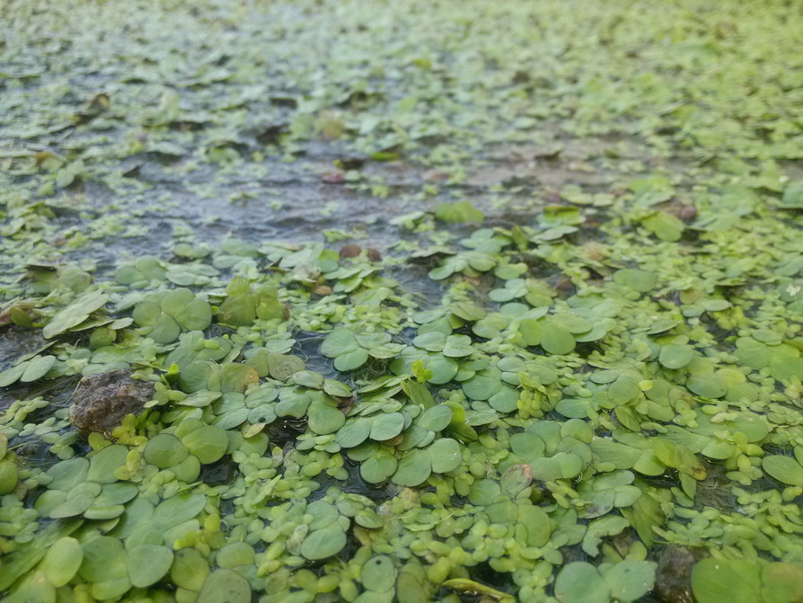 IMG_20130523_173935.JPG