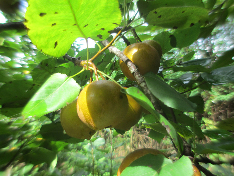 IMG_5250_.jpg