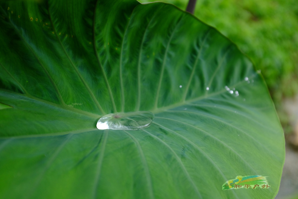 DSCF5755.jpg