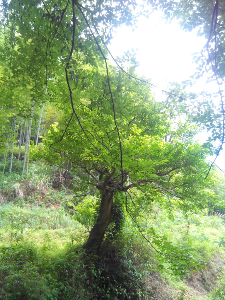 IMG_20130629_105517.jpg