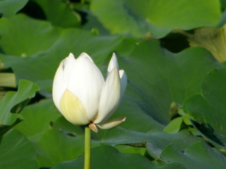 DSCF4445.JPG
