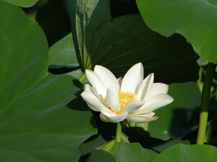 DSCF4458.JPG