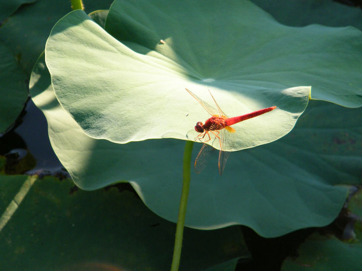 DSCF5025.JPG