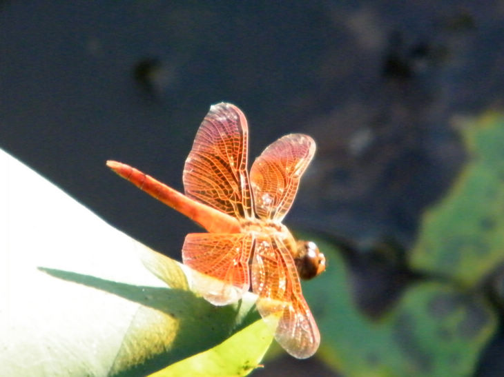 DSCF5021.JPG